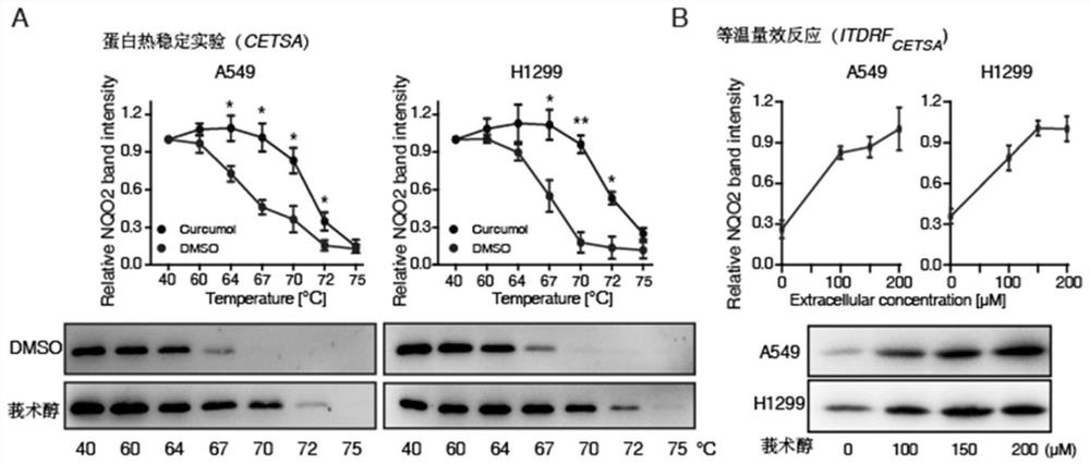 Application of curcumol in the preparation of nqo2 protein inhibitors