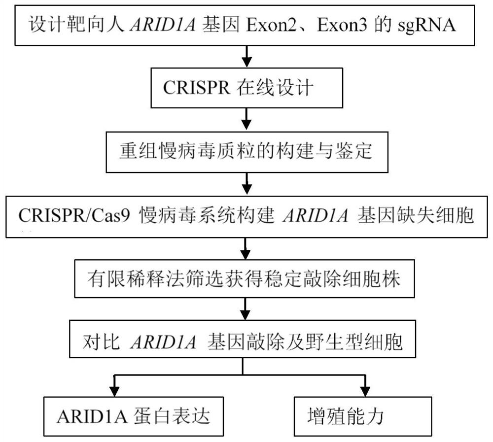 ARID1A gene targeted-knockout sgRNA, method for constructing ARID1A gene deletion cell strain, and application