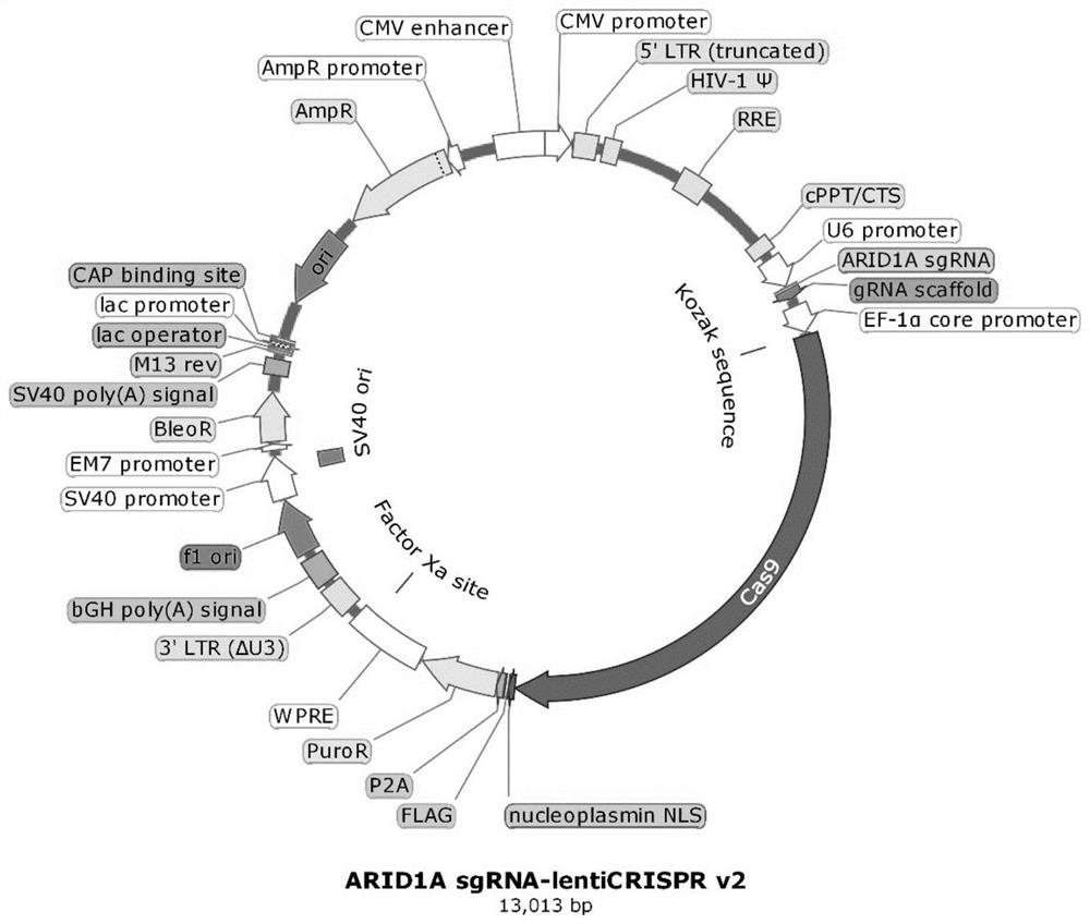 ARID1A gene targeted-knockout sgRNA, method for constructing ARID1A gene deletion cell strain, and application