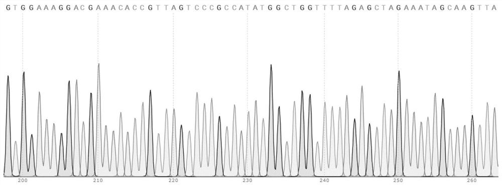 ARID1A gene targeted-knockout sgRNA, method for constructing ARID1A gene deletion cell strain, and application