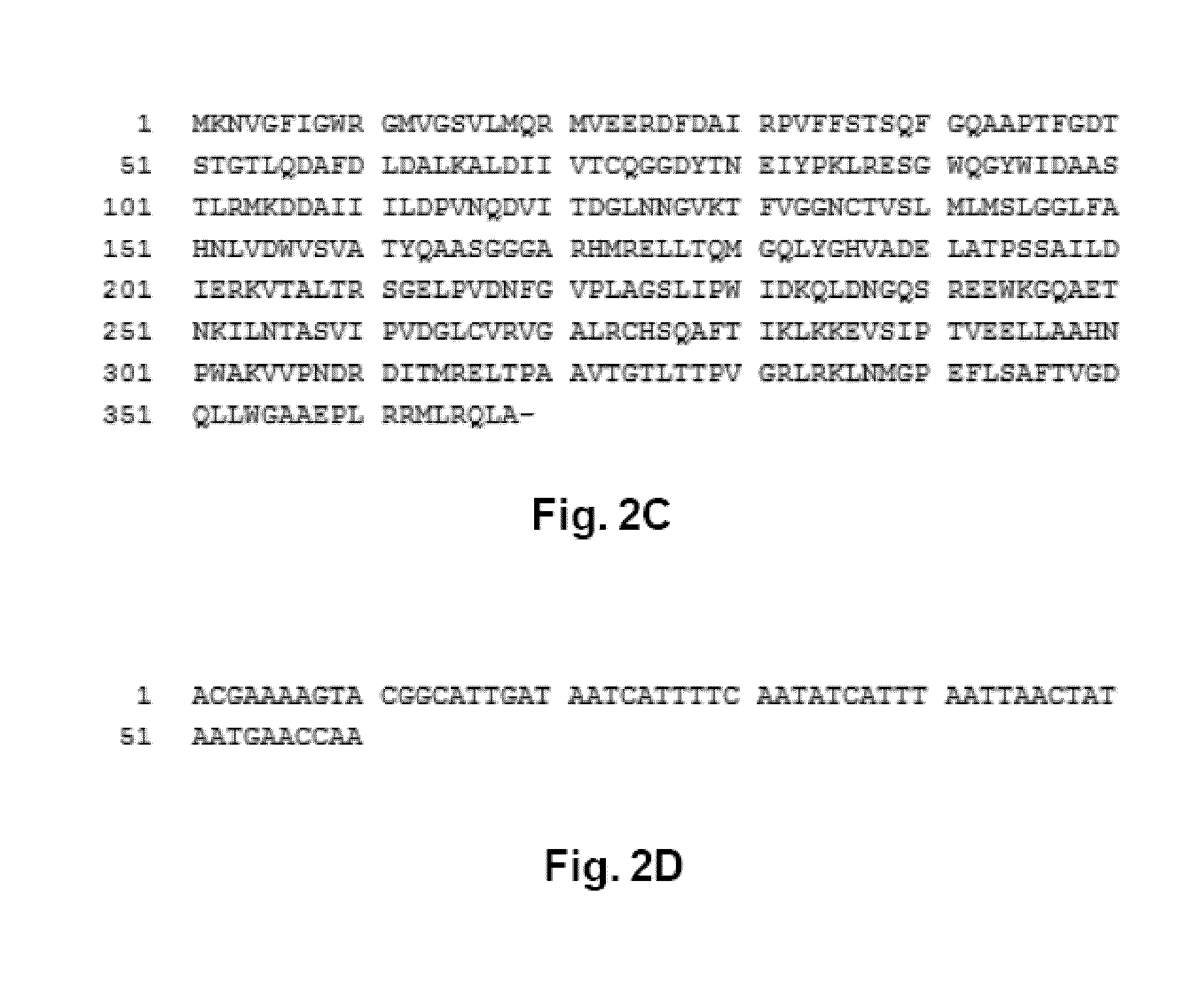Modified bacteria and their uses thereof for the treatment of cancer or tumor