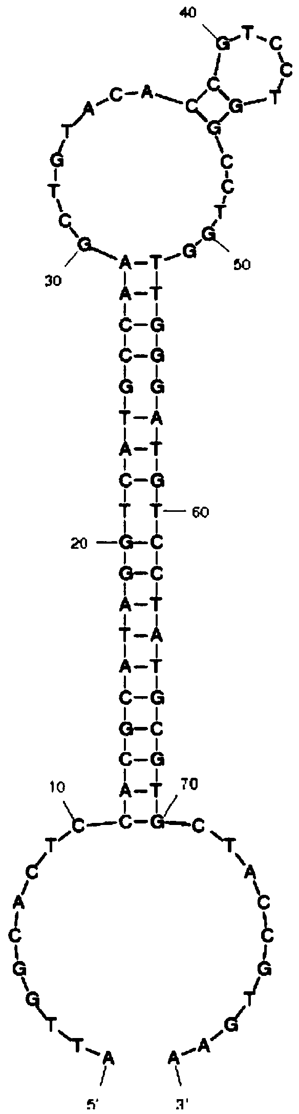 Nucleic acid aptamer for detecting clenbuterol hydrochloride and screening method and application thereof