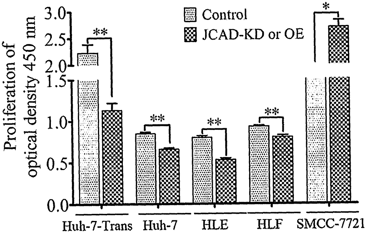 Cancer promotion gene JCAD and application by taking the same as target to prepare drugs for treating liver cancer