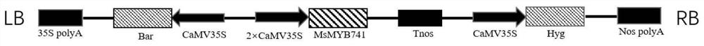 A kind of alfalfa myb transcription factor and its application of aluminum tolerance