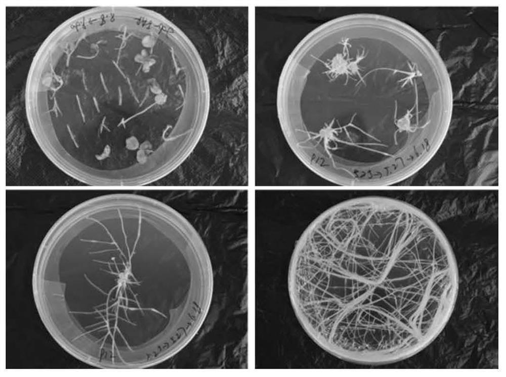 A kind of alfalfa myb transcription factor and its application of aluminum tolerance