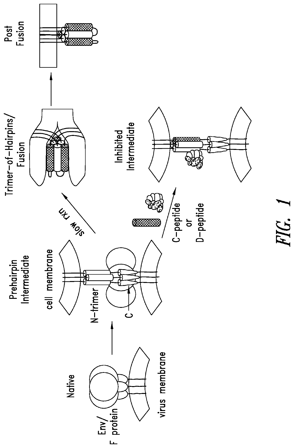 Compositions and methods related to inhibition of respiratory syncytial virus entry