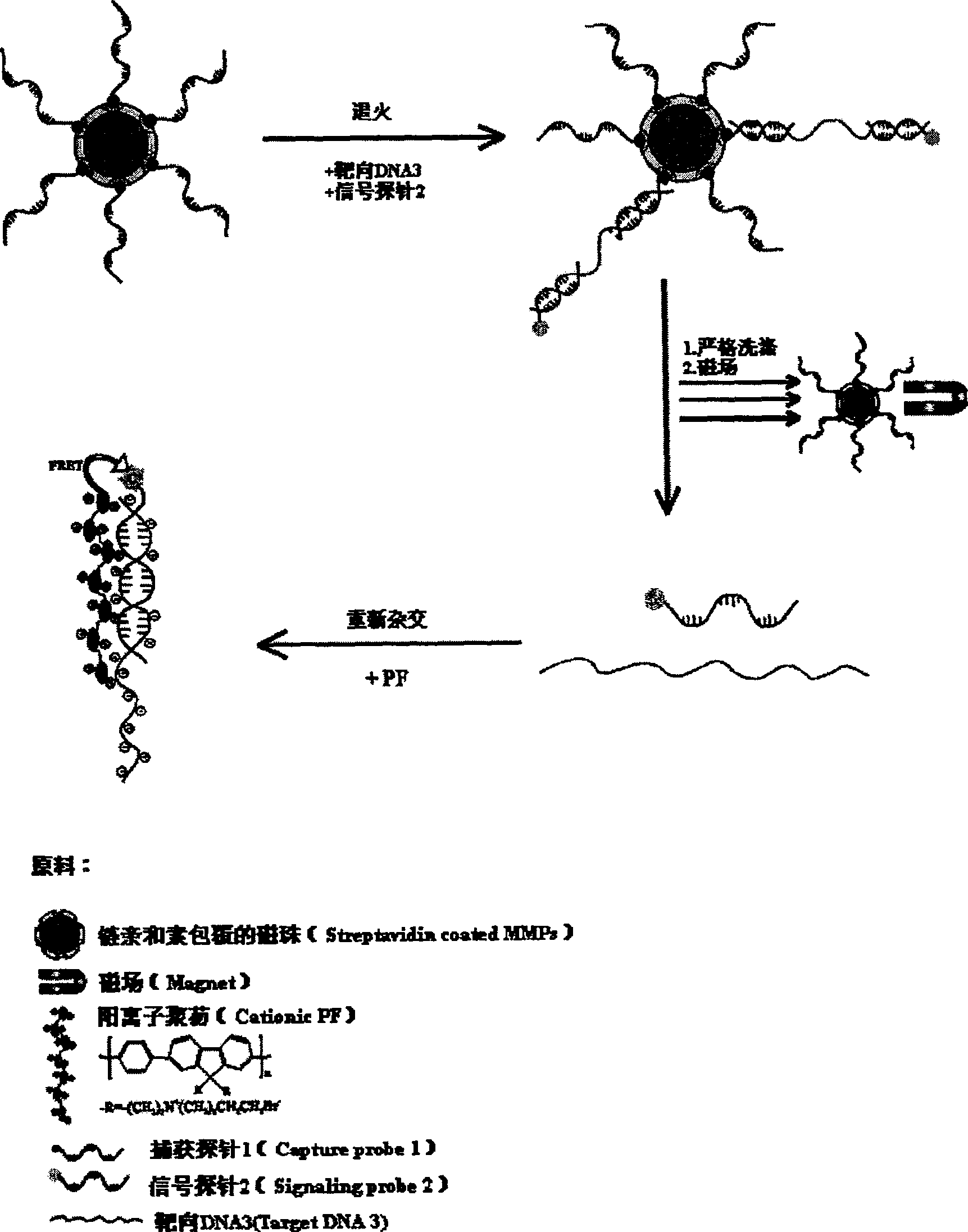 Fluorescence detection method for DNA and kit thereof