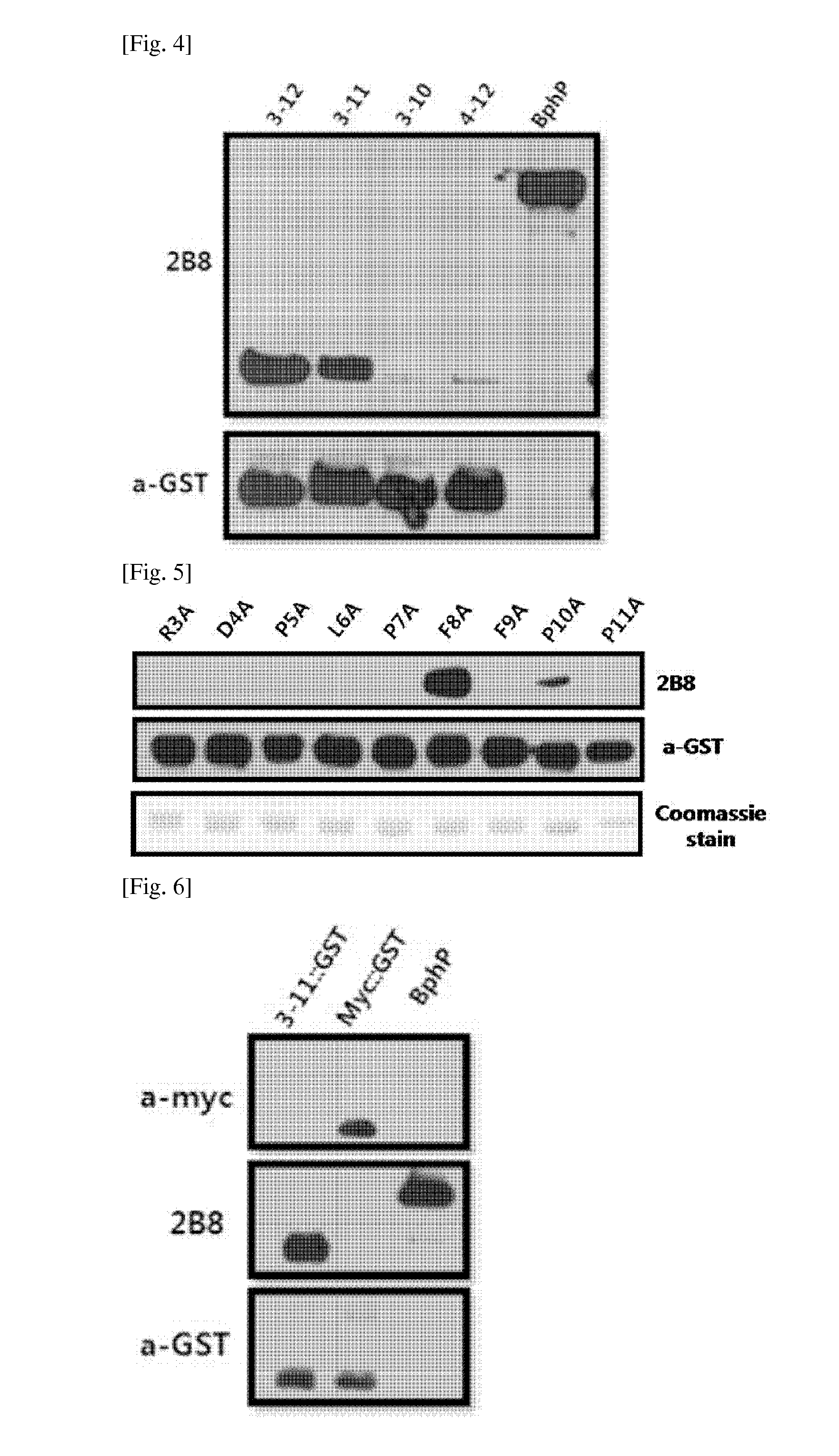 Novel Peptide Tag and Uses Thereof
