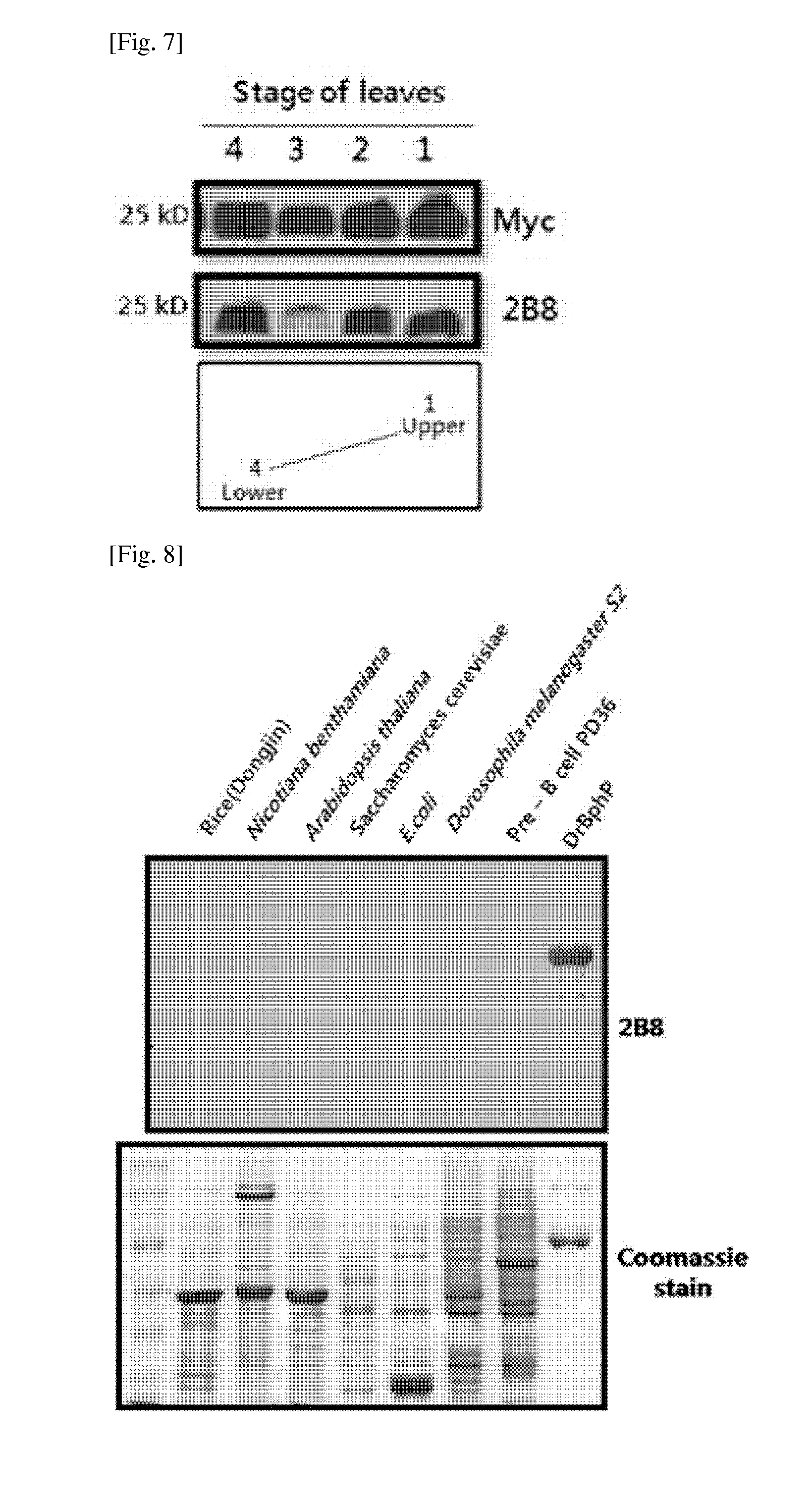 Novel Peptide Tag and Uses Thereof