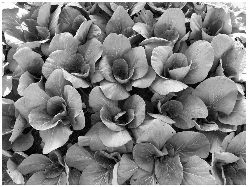 Breeding method of disease-resistant, heat-resistant, fast-growing and good-taste non-heading Chinese cabbages