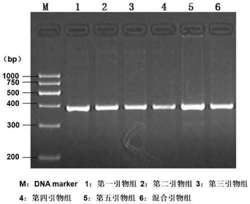 Detection primer group, detection reagent and sequencing library for detecting organ transplantation postoperative infection