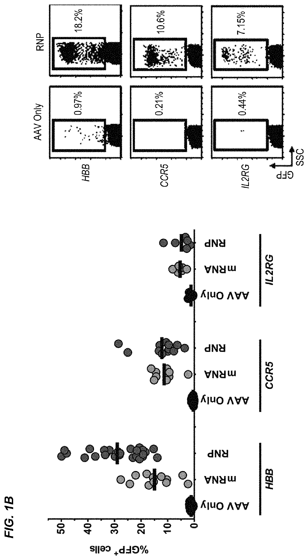 Nuclease-mediated genome editing of primary cells and enrichment thereof