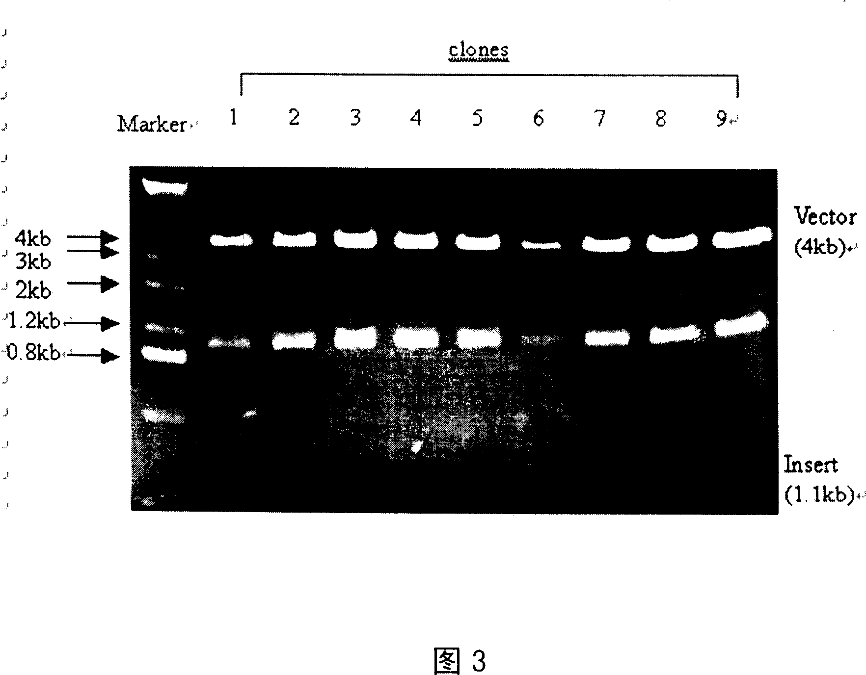 Functional peptide of milk agglutinin and method for preparing same