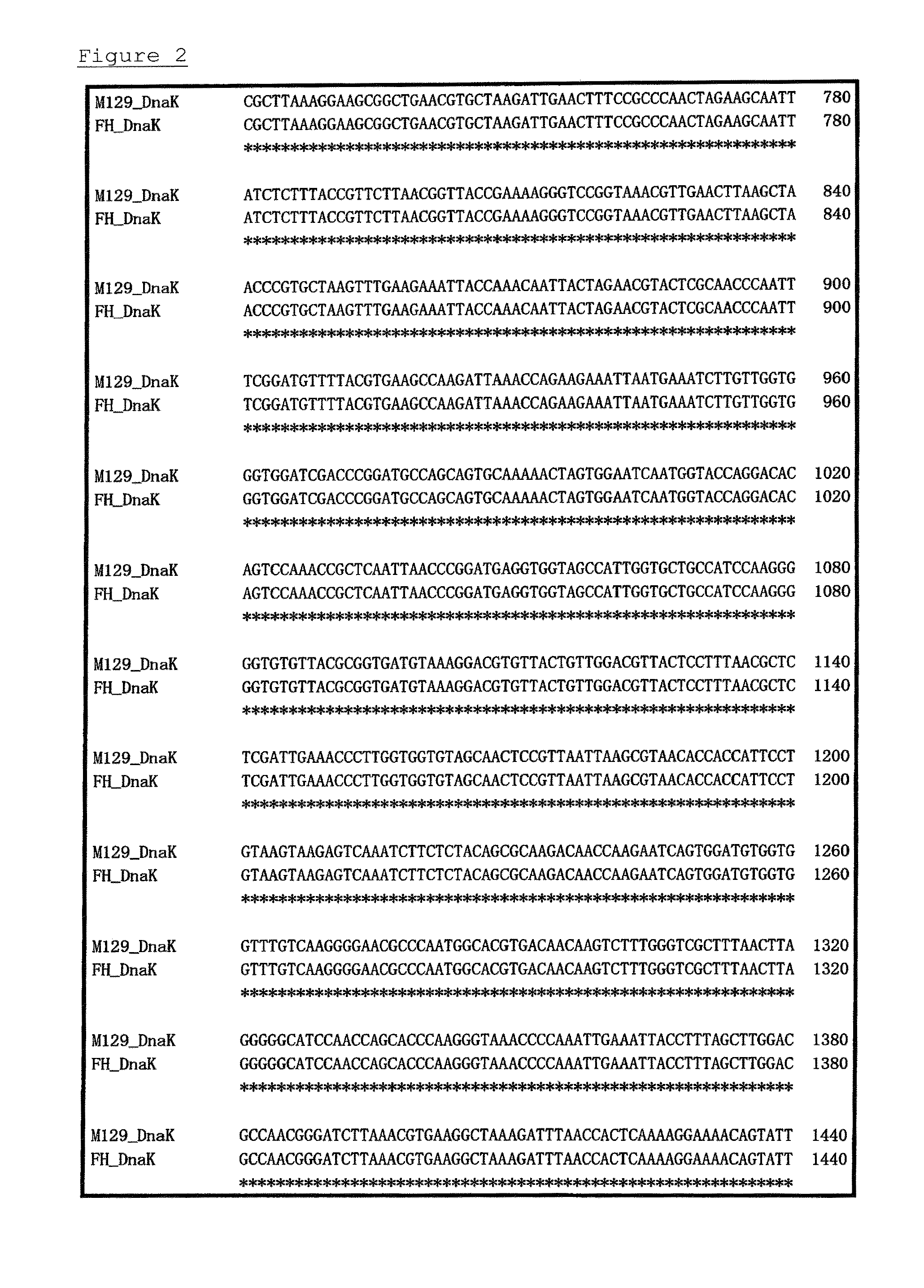 Method for detecting microorganisms belonging to <i>Mycoplasma pneumoniae </i>and/or <i>Mycoplasma genitalium</i>