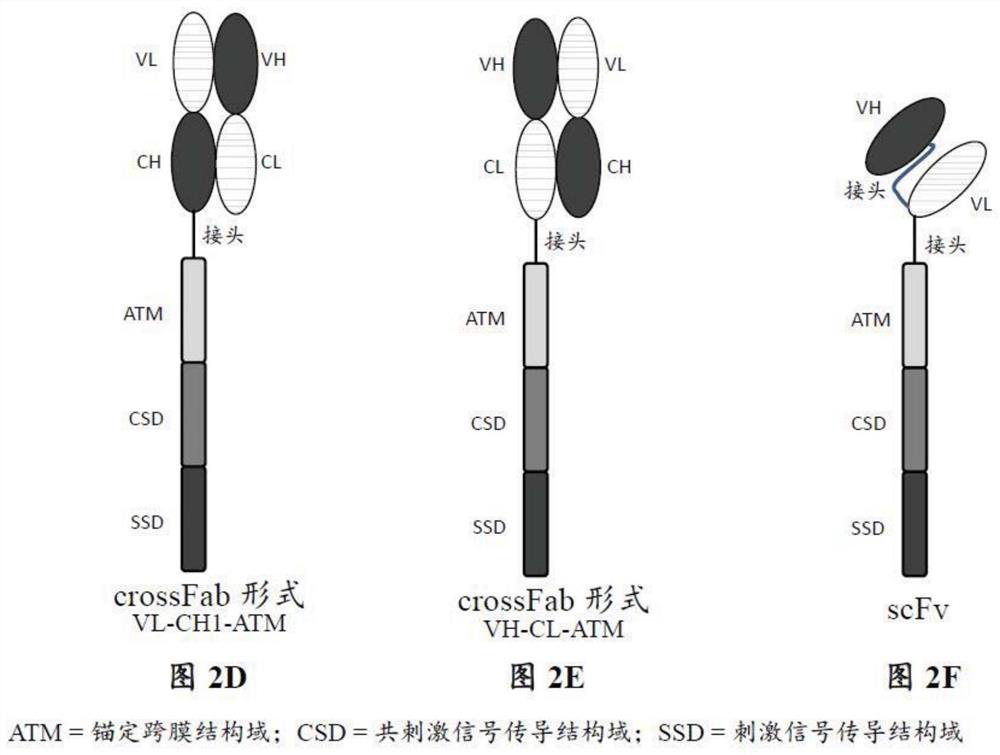 Diagnostic assays to detect tumor antigens in cancer patients