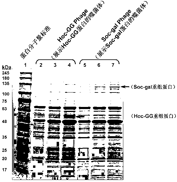 Method for showing foreign protein macromolecule on surface of T4 bacteriophage by using intracellular synchronous expression method