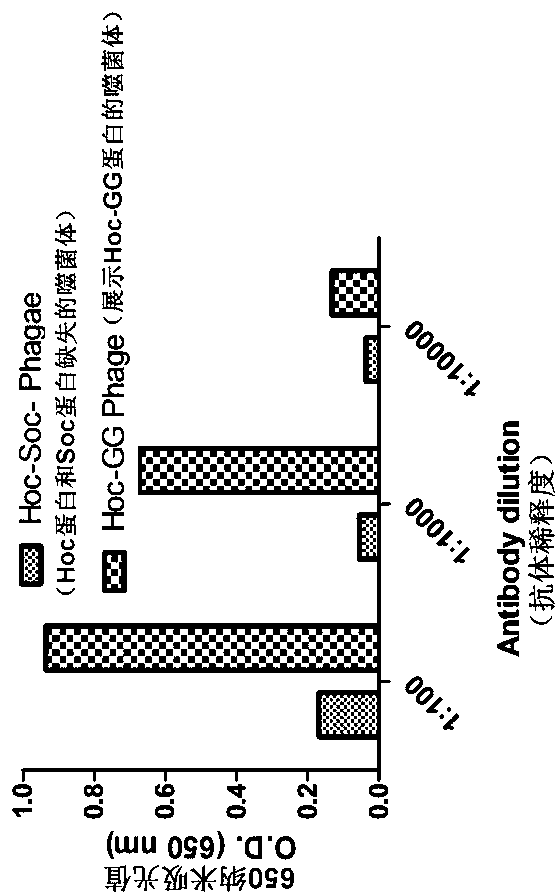 Method for showing foreign protein macromolecule on surface of T4 bacteriophage by using intracellular synchronous expression method