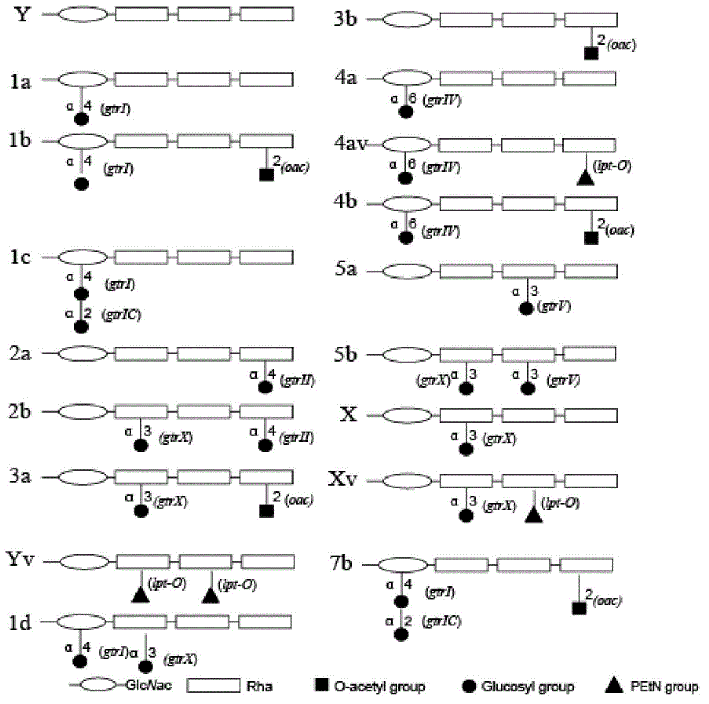 Primers for serotype detection of Shigella flexneri and multiplex amplification using the primers