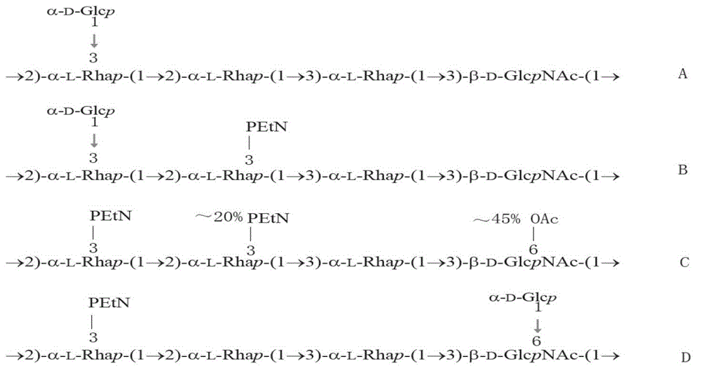 Primers for serotype detection of Shigella flexneri and multiplex amplification using the primers