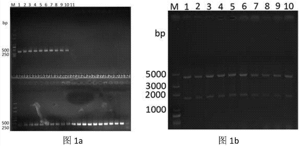 Anti-TNF-[alpha] nanobody and genetic engineering expression thereof