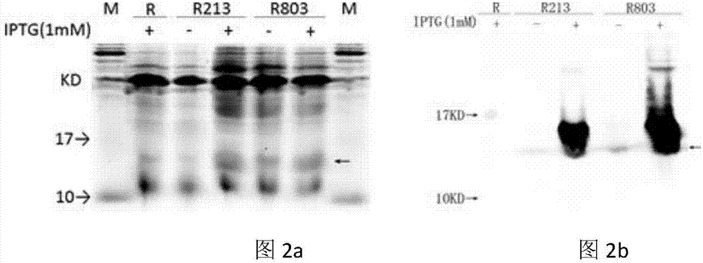 Anti-TNF-[alpha] nanobody and genetic engineering expression thereof