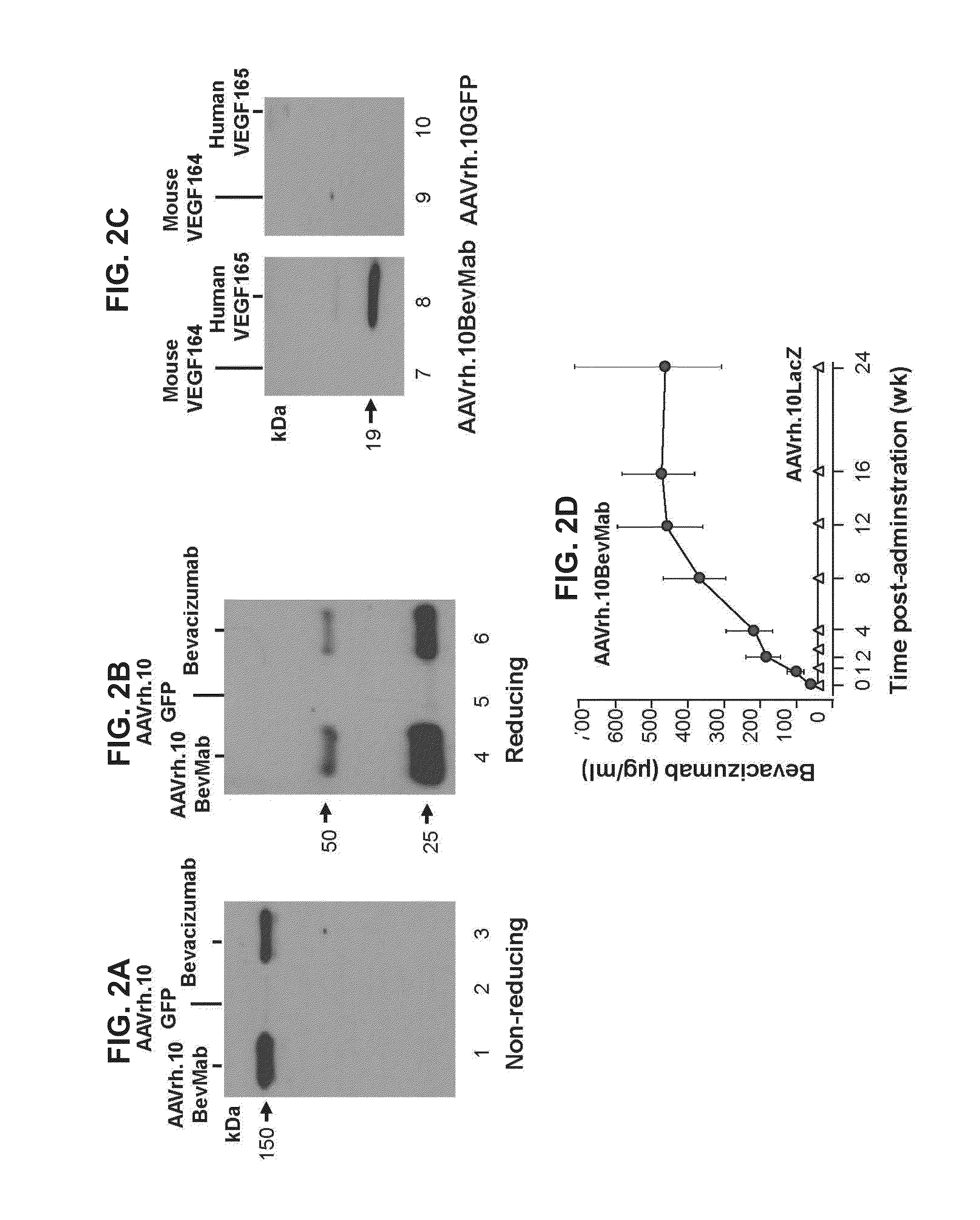 Virus-mediated delivery of bevacizumab for therapeutic applications