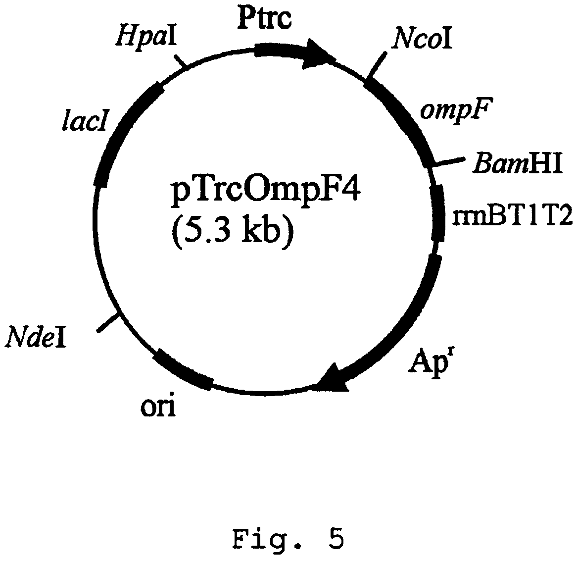 Method for extracellular production of target proteins employing OmpF in E. coli