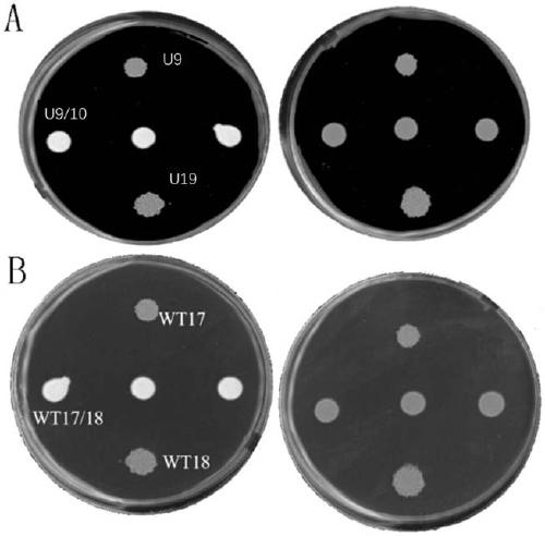 Escherichia coli strain reformed by gene engineering, and applications thereof
