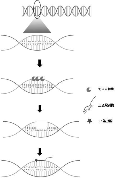 A Gene Mapping Method for Non-Diagnostic Purposes