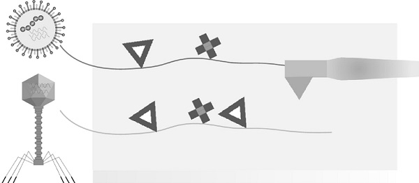 A Gene Mapping Method for Non-Diagnostic Purposes