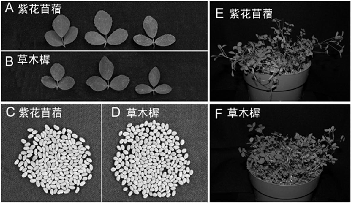 Kit for identifying authenticity of medicago sativa seed and detection method thereof