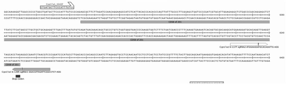 Method for constructing Cyp17a1 Cre animal model based on CRISPR-Cas9