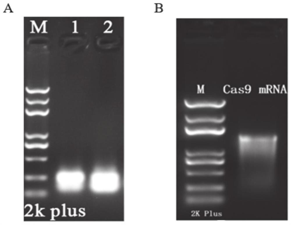 Method for constructing Cyp17a1 Cre animal model based on CRISPR-Cas9