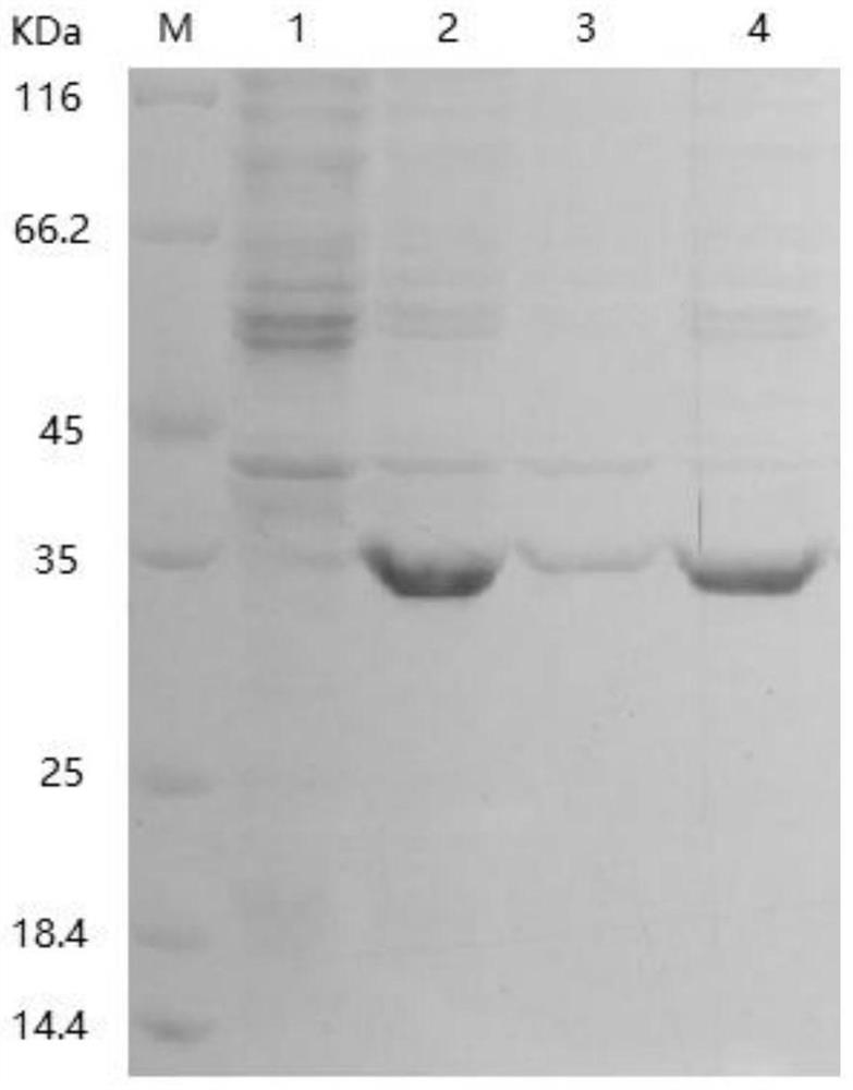 Mature peptide of myotis brandti leukotriene A4 hydrolase inhibitor Motistin and application of mature peptide