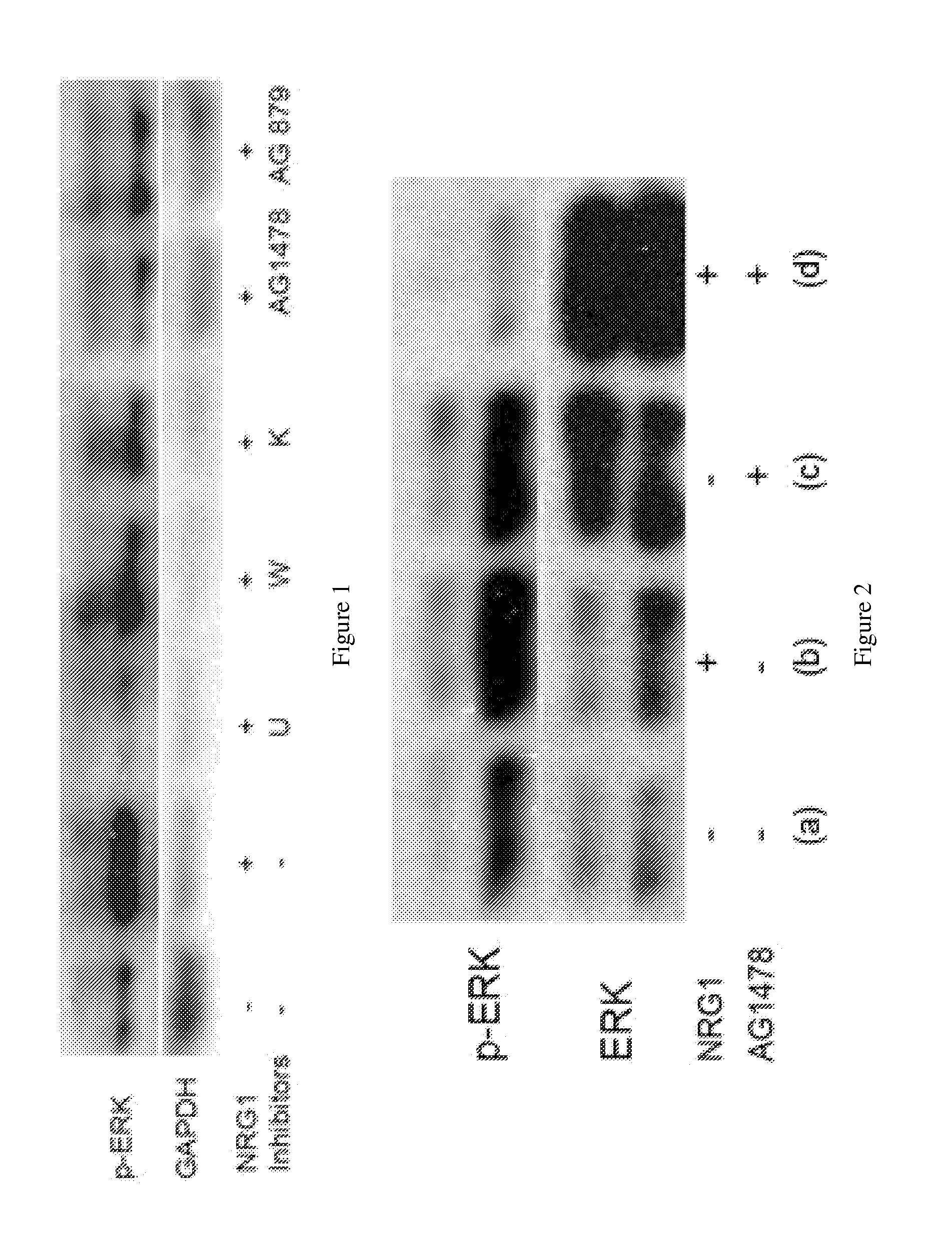 Erbb4 inhibitors and uses thereof in treatment of neuropsychiatric disorders