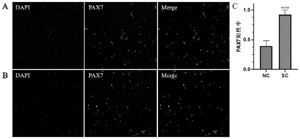 Purification method of livestock and poultry animal muscle stem cells