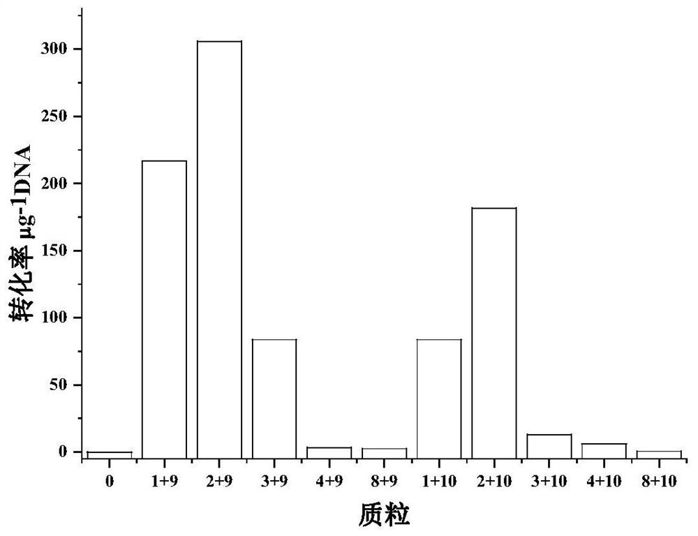 A kind of optimized culture method and application of methylbutyric acid bacteria