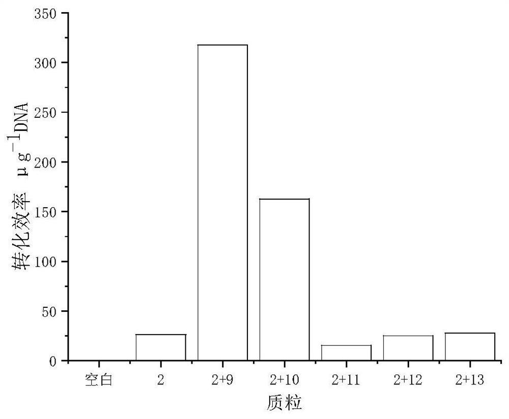 A kind of optimized culture method and application of methylbutyric acid bacteria