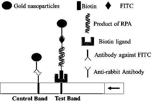 RPA (recombinase polymerase amplification) primer and detection kit for rapidly detecting African swine fever viruses