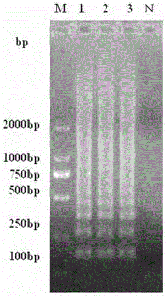 A set of isothermal amplification primers for rapid detection of bovine and sheep Akabane disease virus and its application
