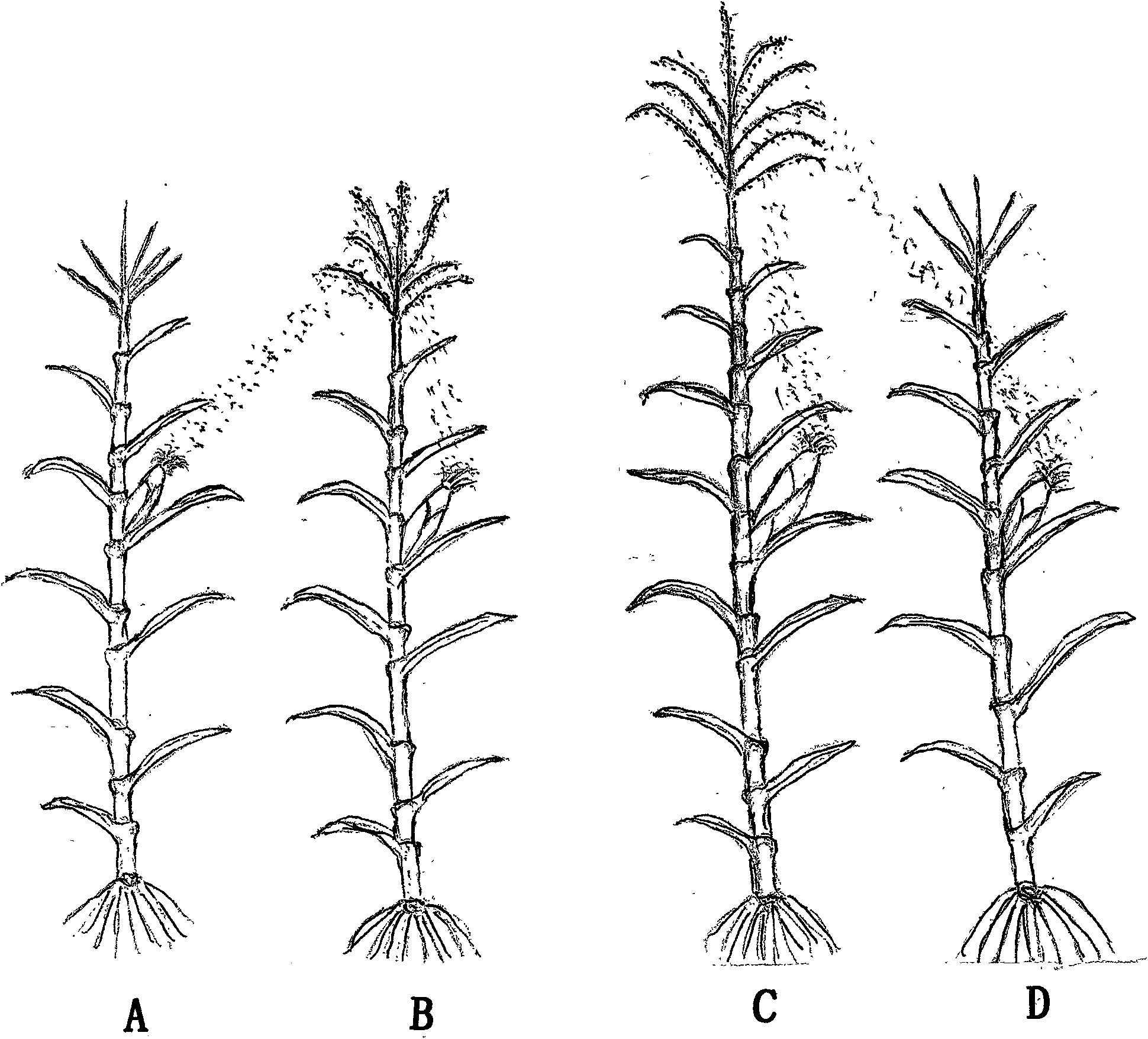 Corn three-line breeding technique