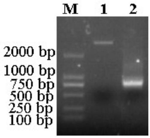 Porcine single-chain antibody for resisting hog cholera viruses and preparation method thereof