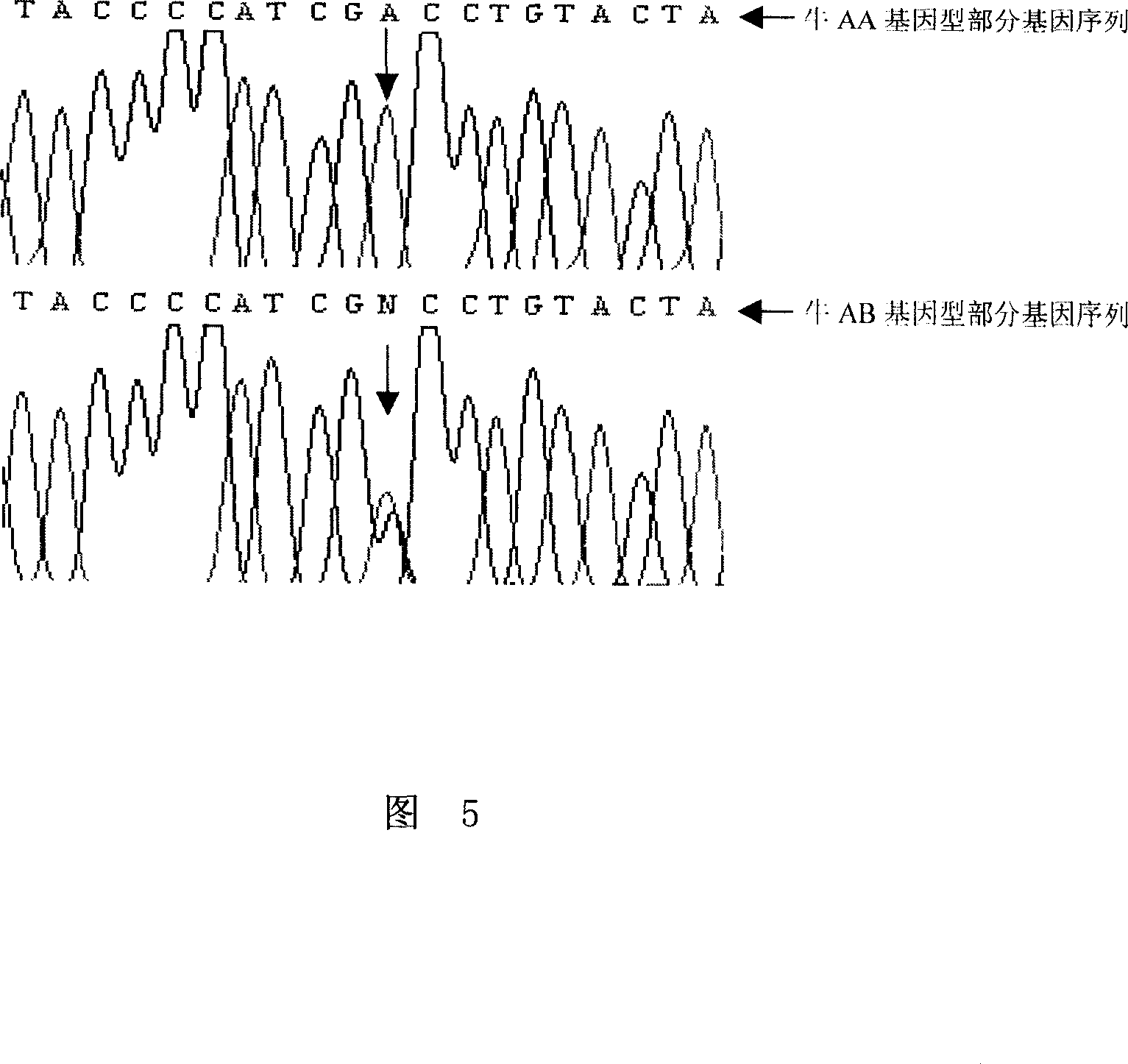 Method for screening excellent breeding cattle with normal CD18 gene and dedicated primer therefor