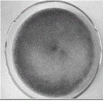 Method for inducing Blakeslea trispora aging strain to rapidly produce a large number of spores