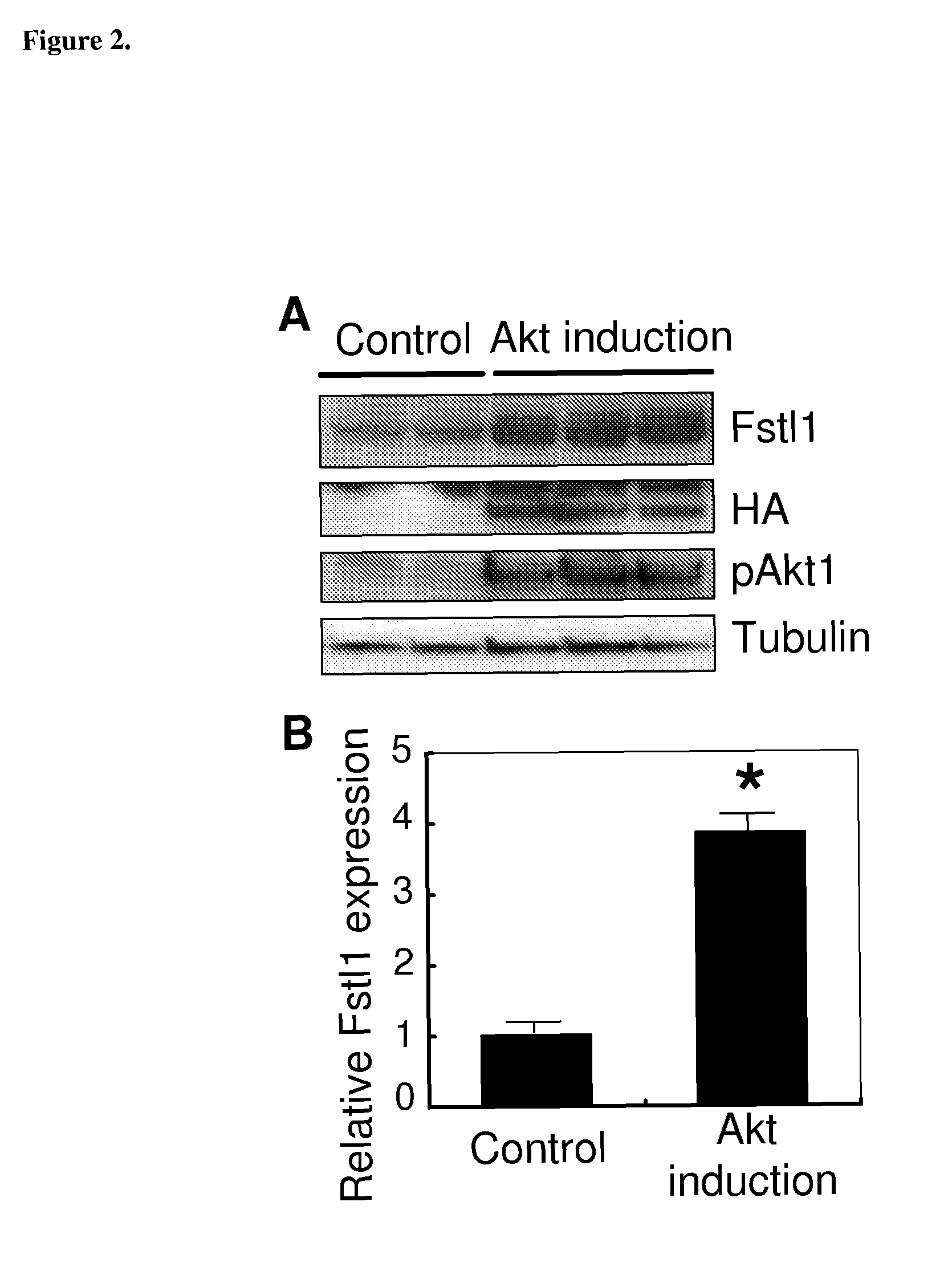 Method of treating ischemic injury with follistatin-like 1 polypeptide