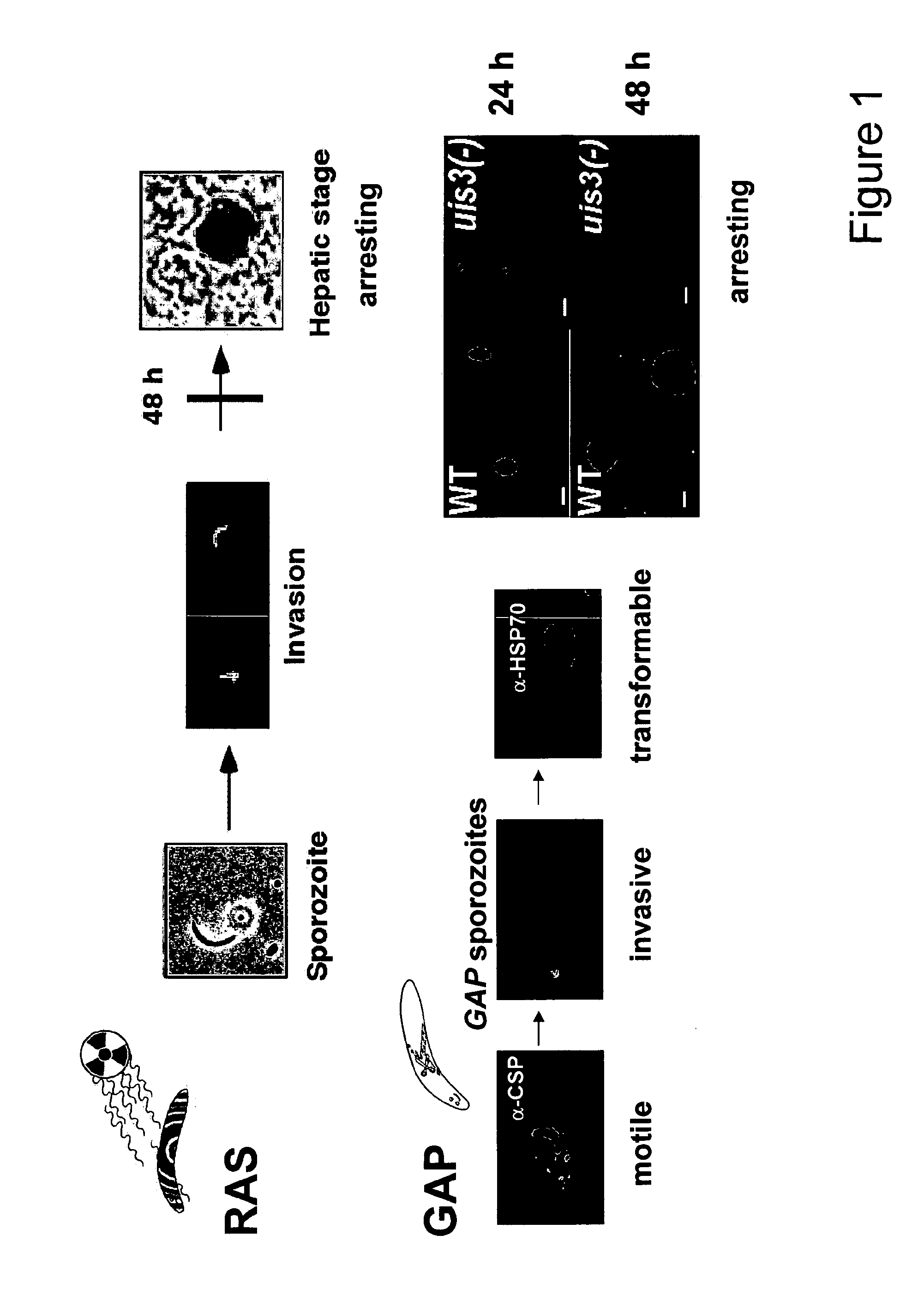 Malaria vaccines based on apicomplexan ferlins, ferlin-like proteins and other c2-domain containing proteins