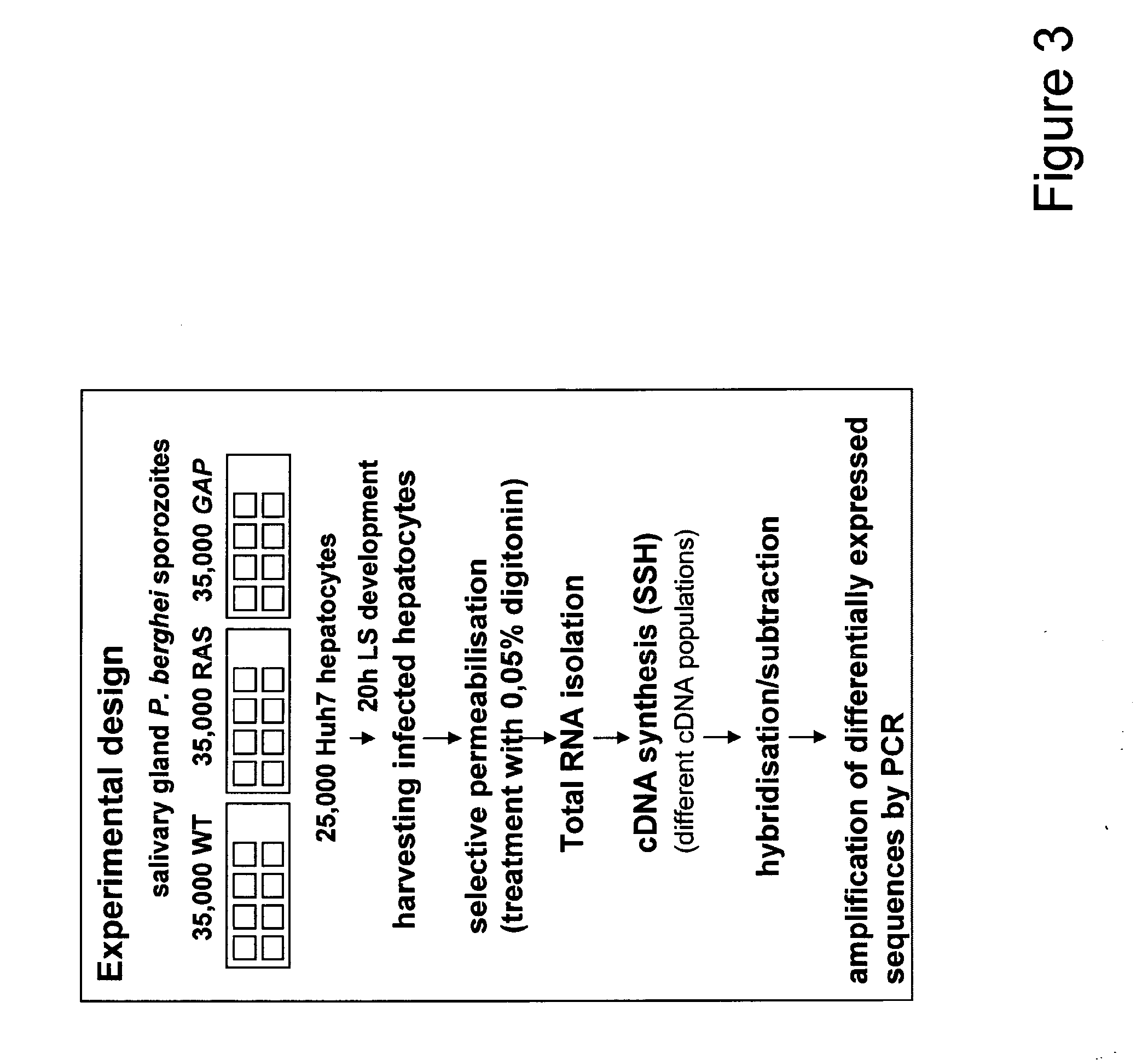 Malaria vaccines based on apicomplexan ferlins, ferlin-like proteins and other c2-domain containing proteins