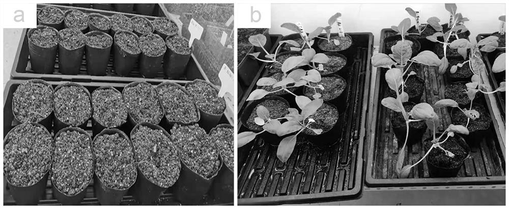 Ecological treatment method of organic solid waste and obtained organic material