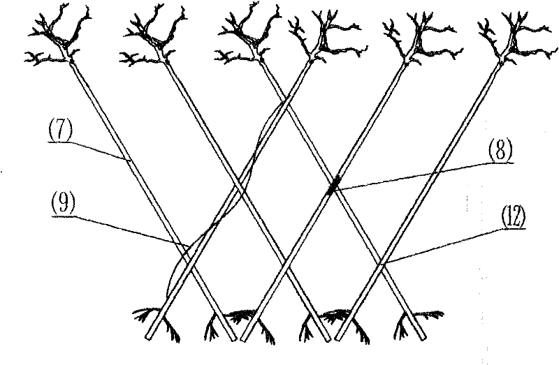 Construction method of tree aggregate
