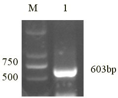 Fusion gene for three sweet potato viruses and interference carrier thereof